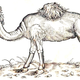 Illustration for article titled How Europeans Imagined Exotic Animals Centuries Ago, Based on Hearsay